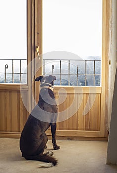 dog looking out the window indoors, outdoors with fog, winter photo