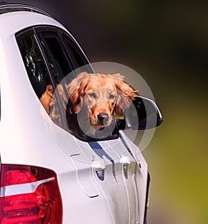Dog looking out window of luxury SUV