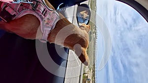 Dog looking out of the window of a moving car