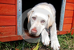 Dog looking outside from kennel