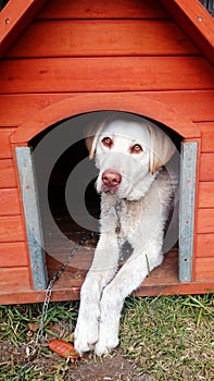 Dog looking outside from kennel