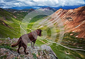 Dog looking over Colorado Mountain photo