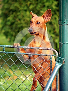 Dog looking over fence