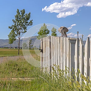 Dog looking over a fence in Daybreak Utah