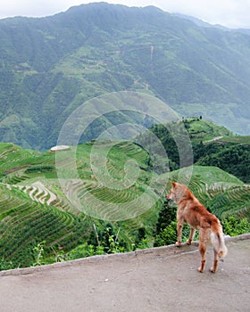 Dog looking over longshen rice terraces