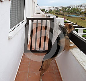 Dog looking over a wall.