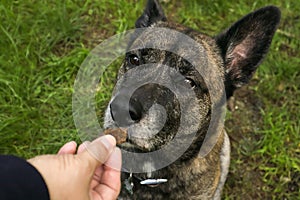 Dog looking at owner hoping for treat