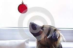 dog looking on red christmas ball.