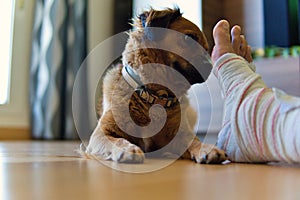 dog looking sadly at broken foot