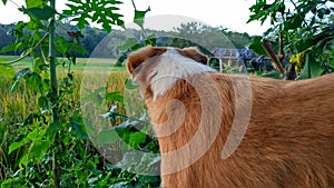 Dog looking for something paddyfield