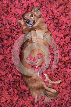 Dog looking and staring at you ,while lying on bed full of rose