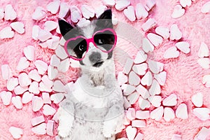 Dog love rose valentines