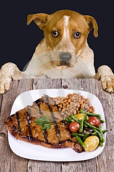 Dog looking at steak dinner