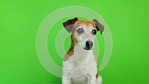 Dog looking to the cam and then leaving. Video footage. Green chroma key background. Lovely white Jack Russell terrier