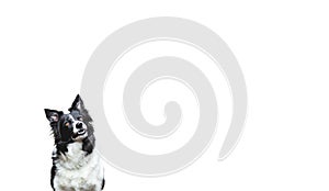 Dog Looking Up. Black and White Border Collie on White Background.