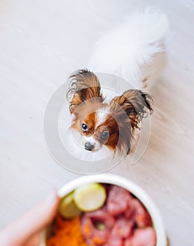 Dog looking up at a plate of natural meat dog food