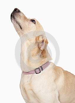 Dog Looking Up, studio shot