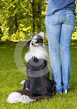 Dog looking up to his boss