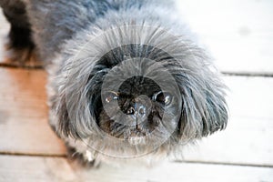 Dog looking up wanting someone to play with him or waiting for food