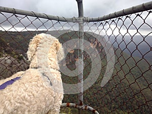 Dog at a lookout in the Blue Mountains