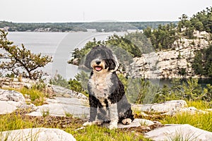 Dog at the lookout at Covered Portage, Ontario, Canada