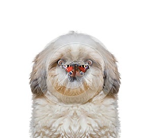 Dog looks at butterfly at his nose