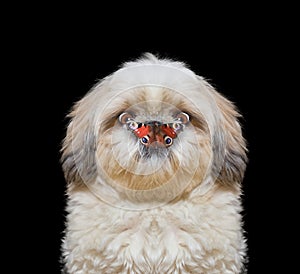 Dog looks at butterfly at his nose