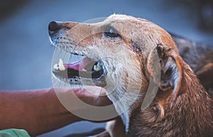 Dog looks carefully at woman-proprietress and wants to be pette