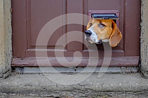 A dog looks through the cat flap in a door