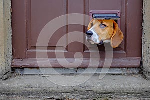 A dog looks through the cat flap in a door photo