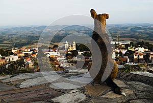 El perro apariencia la ciudad en brasil 