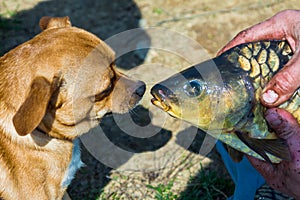 Dog looks at the fish