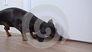 Dog looks for food on floor, pokes nose into crack under door, picks up waste