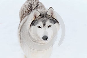 Dog looks like wolf. Portrait of gray white Siberian husky on background of white snow top view. Beautiful and fluffy northern