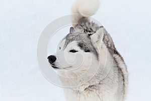 Dog looks like wolf. Portrait of gray white Siberian husky on background of white snow top view. Beautiful and fluffy northern