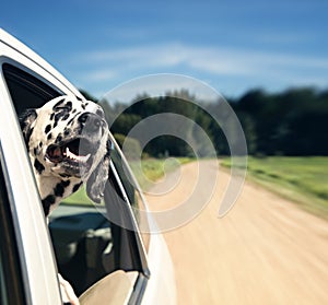 Dog looks out of car window