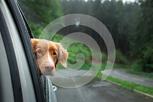 Dog looks out of the car window. Pet traveling, fog, rain. Nova Scotia Duck Tolling Retriever,