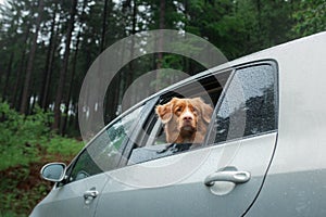 Dog looks out of the car window. Pet traveling, fog, rain. Nova Scotia Duck Tolling Retriever,