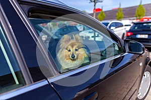 A Dog looks out the window of a car
