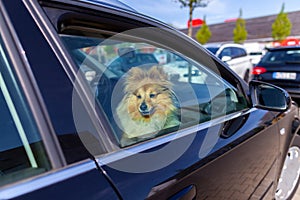 A Dog looks out the window of a car