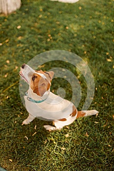 The dog looks at owner with faithful eyes. Dog on the green grass