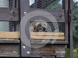 Dog looks on the porch