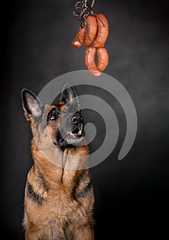 The dog looks at sausage