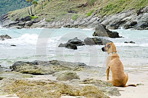 Dog looks at the sea