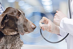 Dog looks at stethoscope .