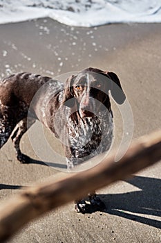 Dog looks at stick and wants to play. German shorthair breed of hunting dogs. Close up portrait of Kurzhaar. Walk with dog