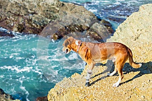 Dog looks at stormy ocean from high rock