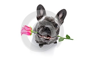 Dog looks up with rose for valentines