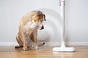 Dog looks at a vacuum cleaner.