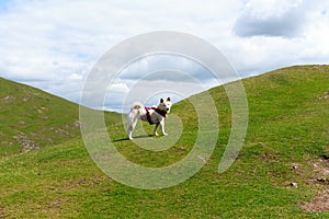 Dog lost in the mountain